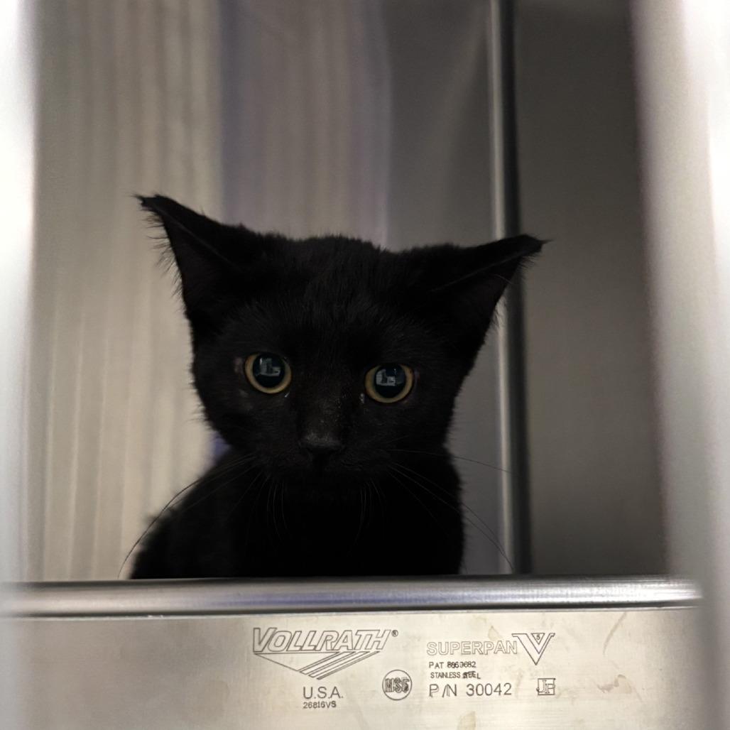 Ravioli, a Adoptable Domestic Short Hair in Brookfield, WI image 1/2