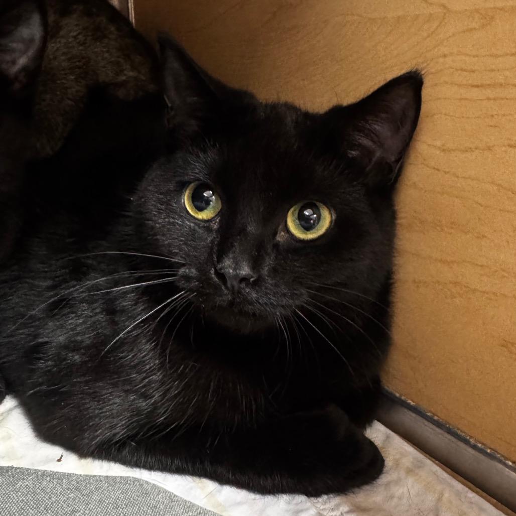 Ravioli, a Adoptable Domestic Short Hair in Brookfield, WI image 2/2