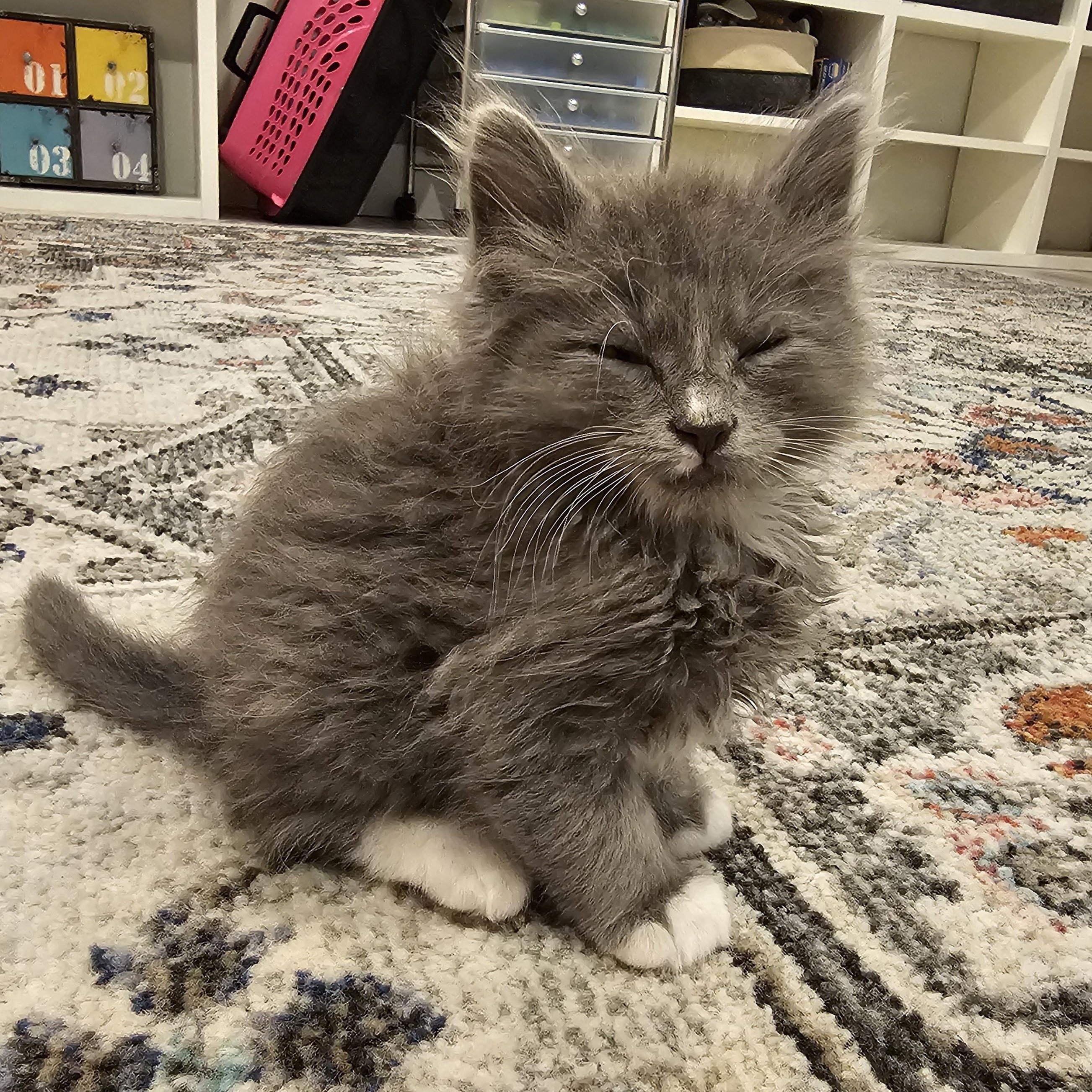 Bartleby, a Adoptable mixed breed in Omaha, NE image 5/6