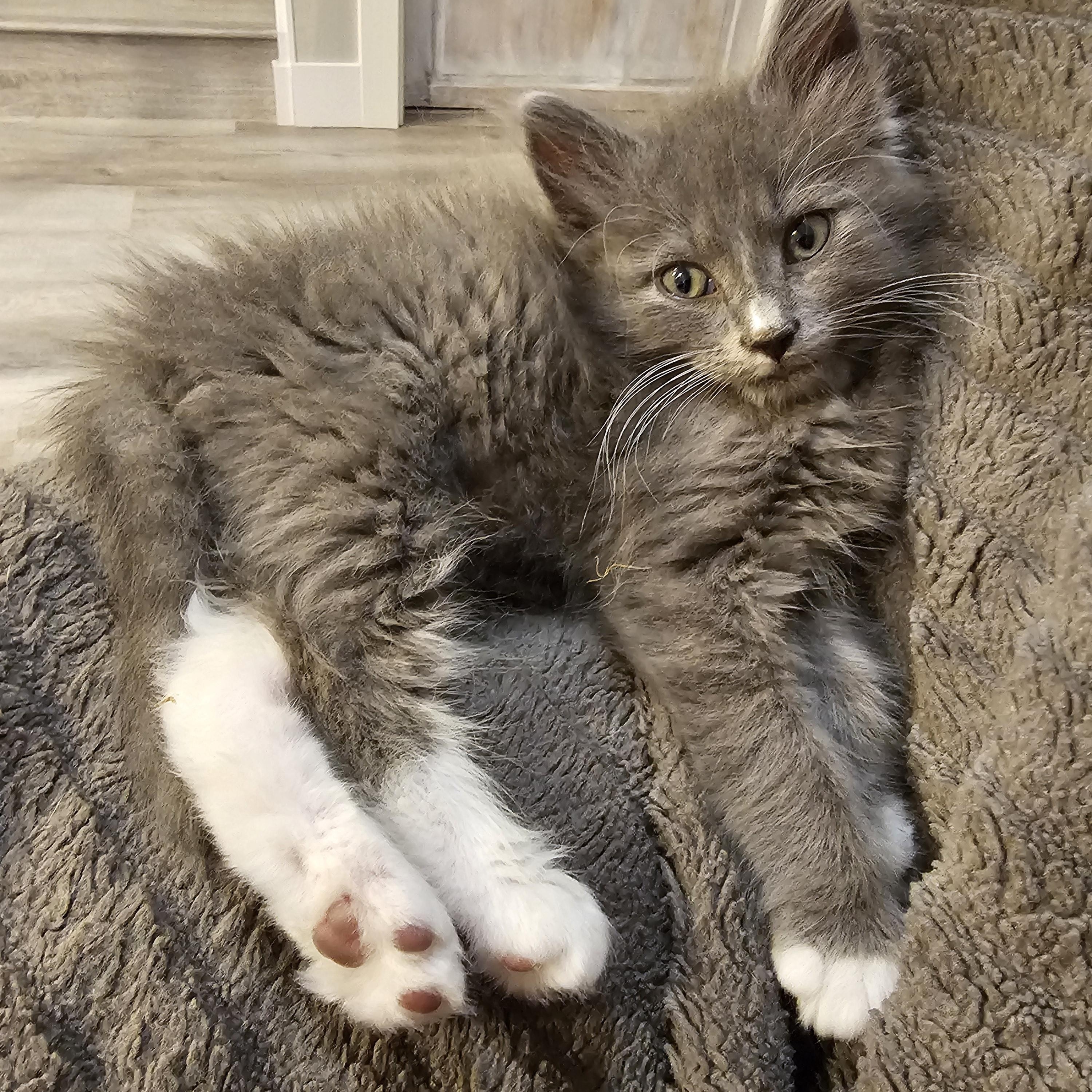Bartleby, a Adoptable mixed breed in Omaha, NE image 2/6