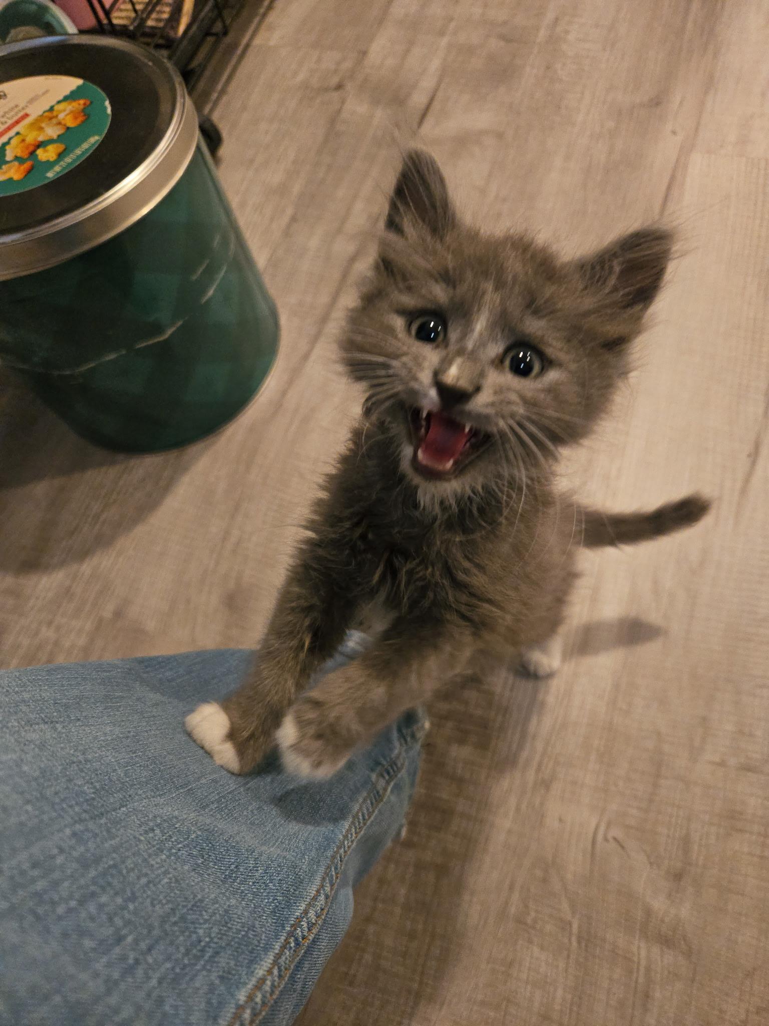 Bartleby, a Adoptable mixed breed in Omaha, NE image 3/6