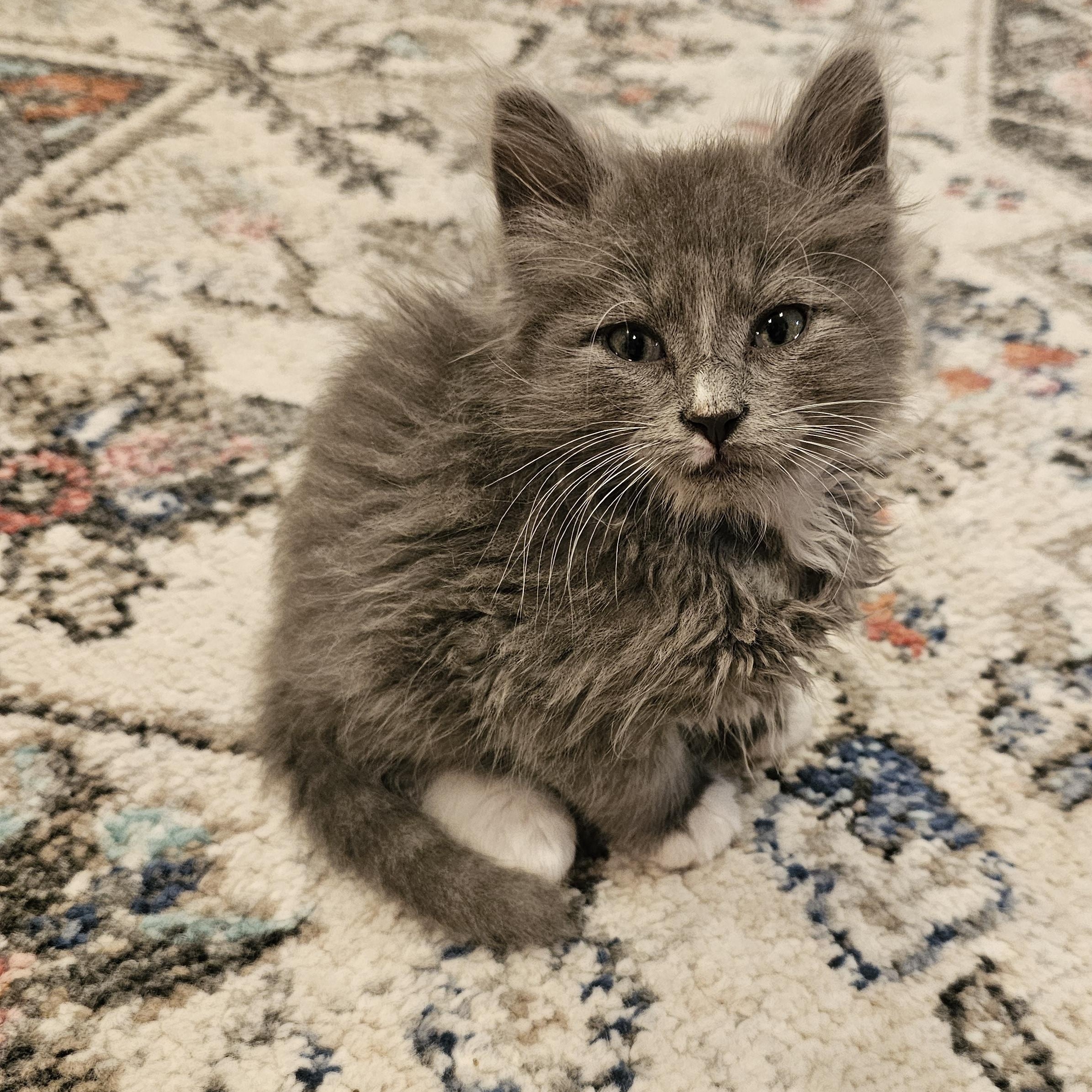 Bartleby, a Adoptable mixed breed in Omaha, NE image 6/6
