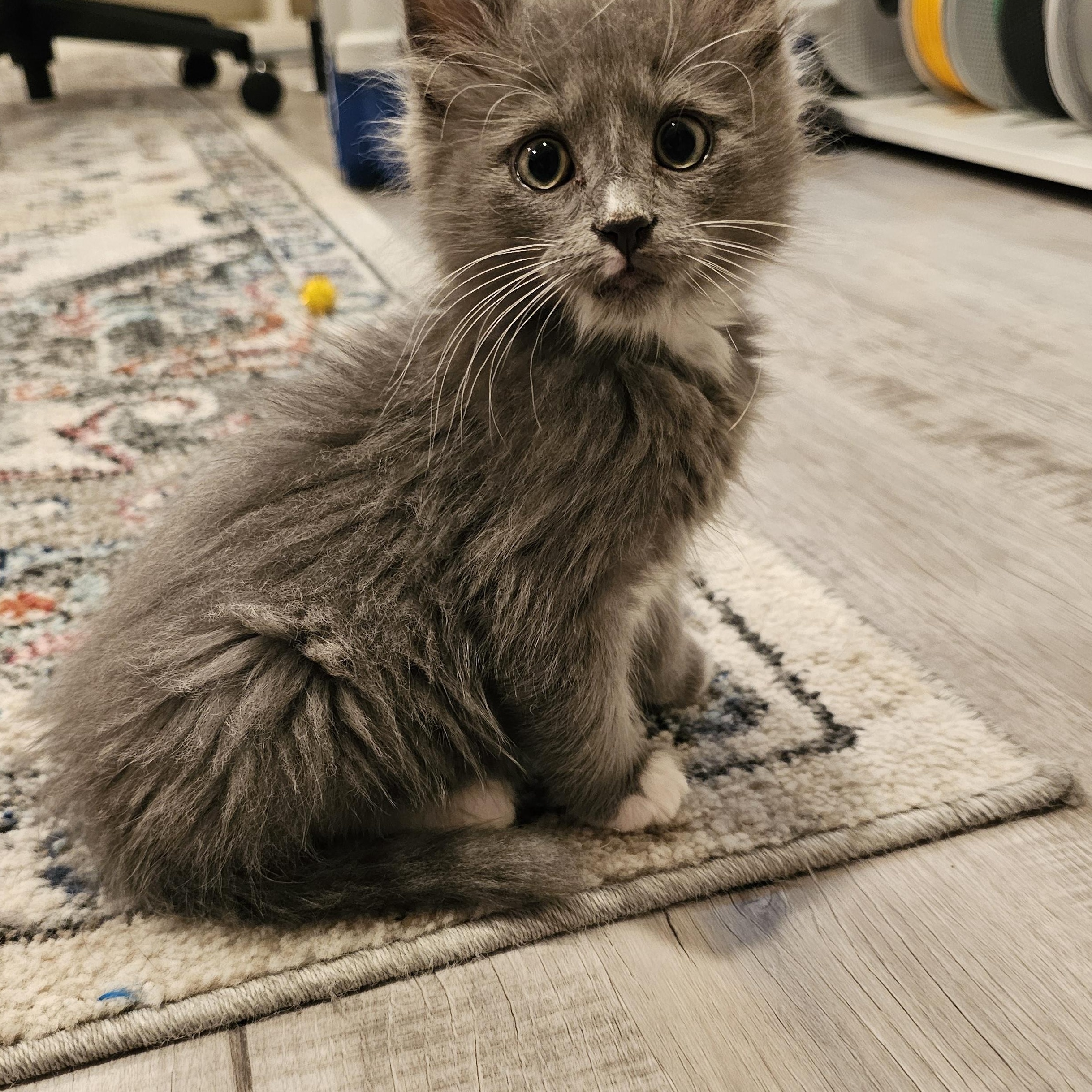 Bartleby, a Adoptable mixed breed in Omaha, NE image 4/6