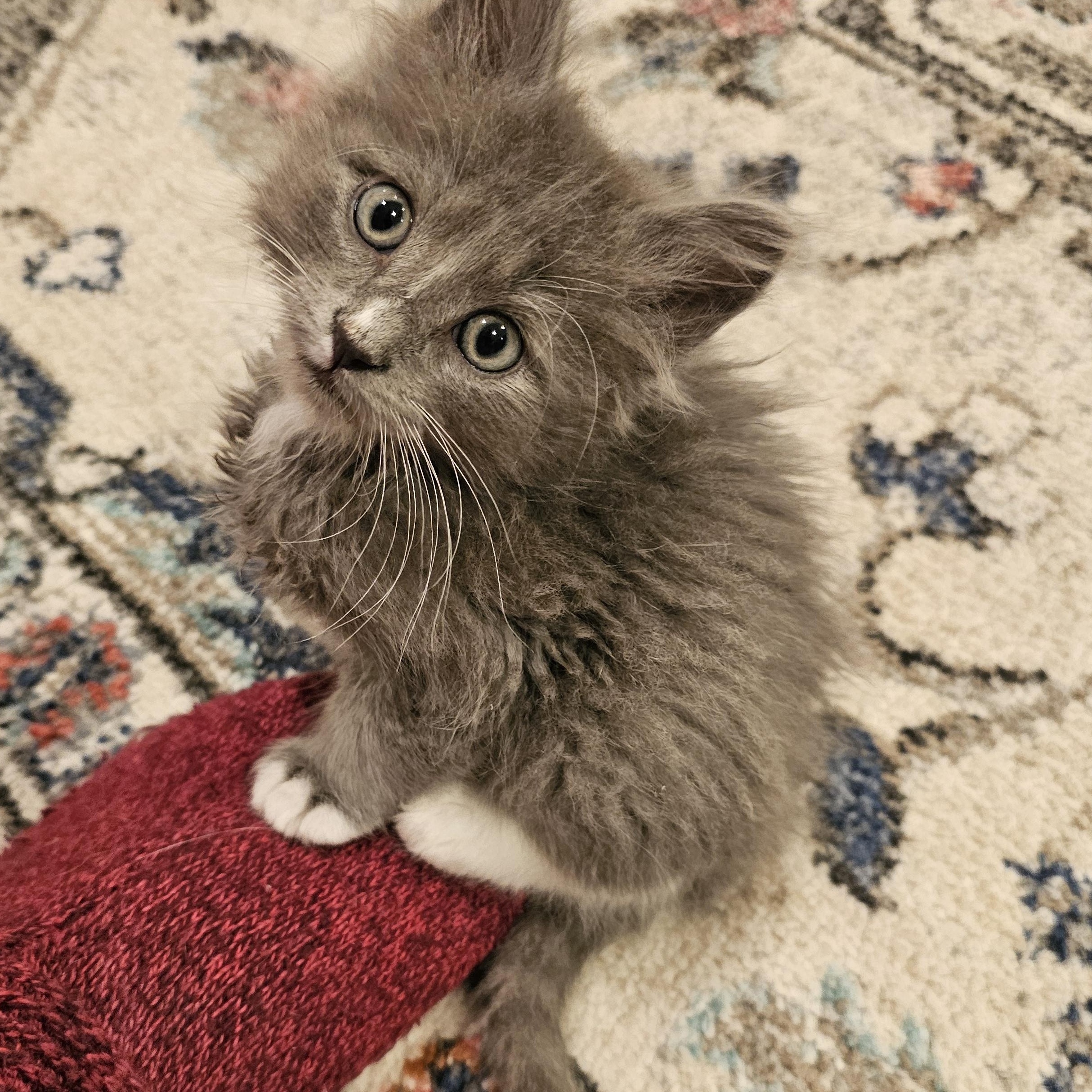 Bartleby, Adoptable, Kitten Male Domestic Long Hair & Tabby.