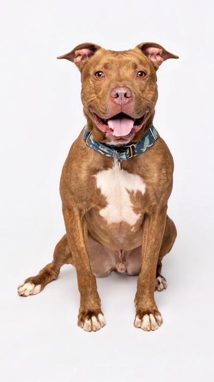 Rugby — thumbnail 2