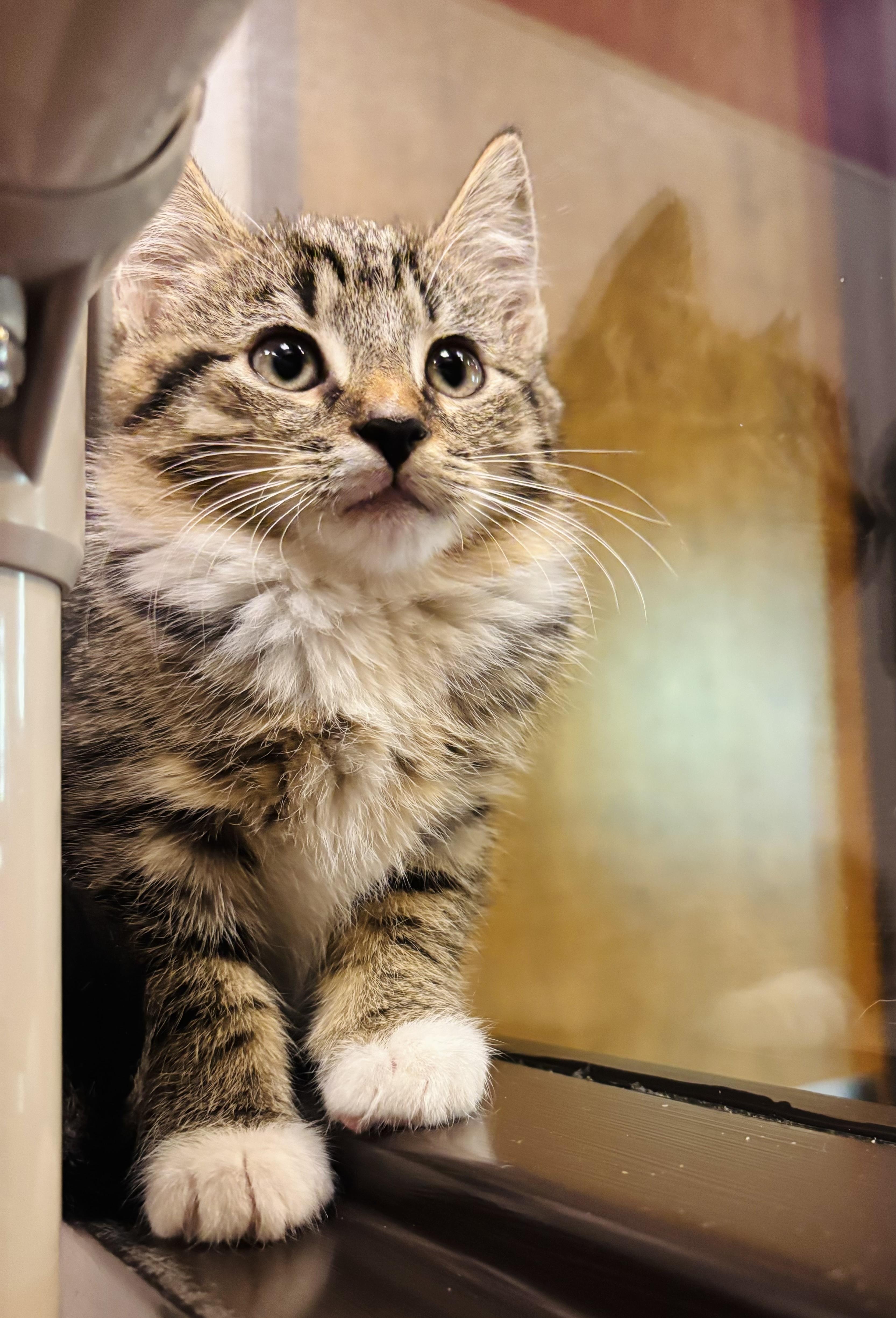 Pinecone, Adoptable, Kitten Female Domestic Short Hair.