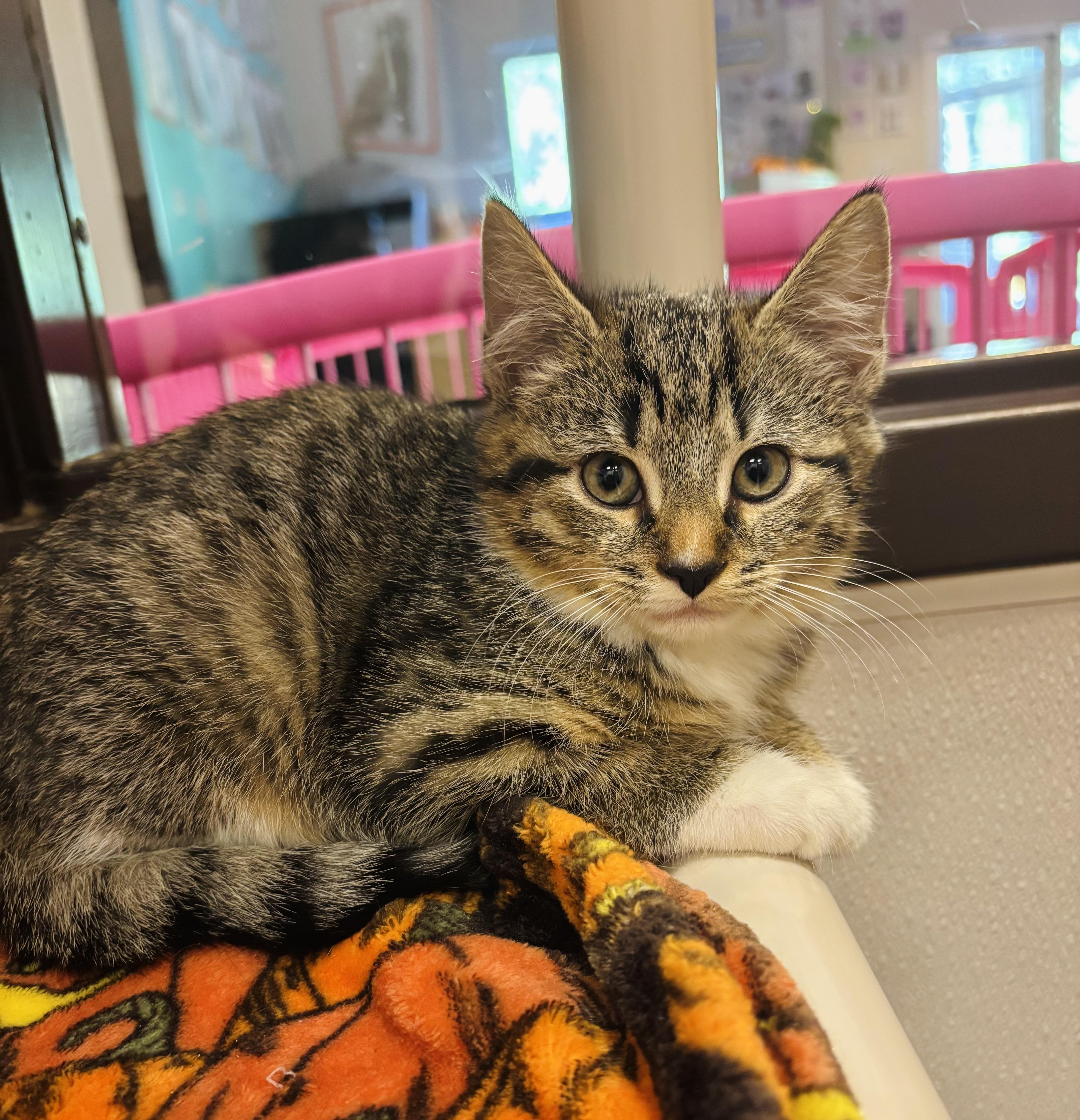 Pinecone, a Adoptable Domestic Short Hair in Salisbury, NC image 3/4