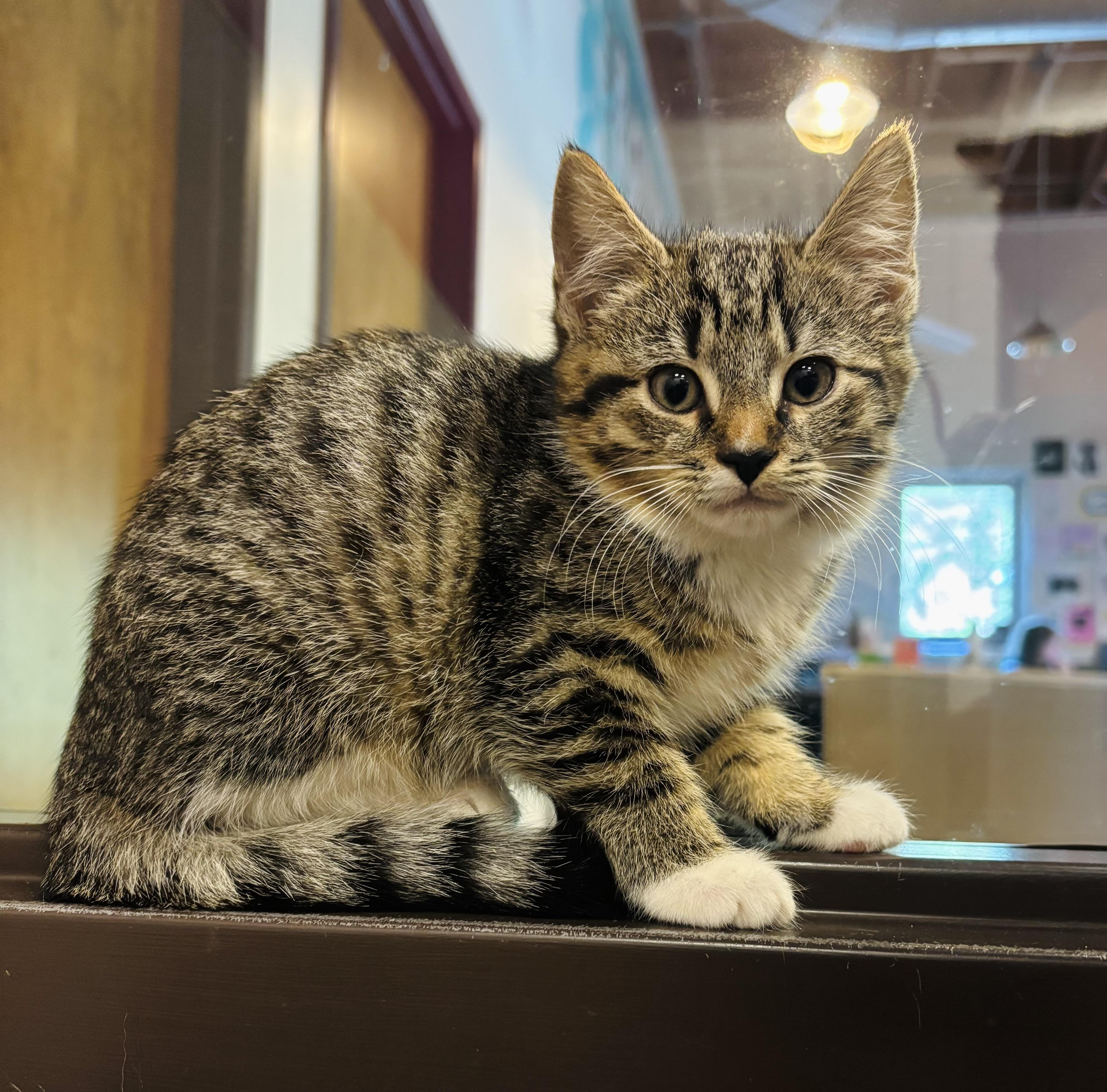Pinecone, a Adoptable Domestic Short Hair in Salisbury, NC image 2/4