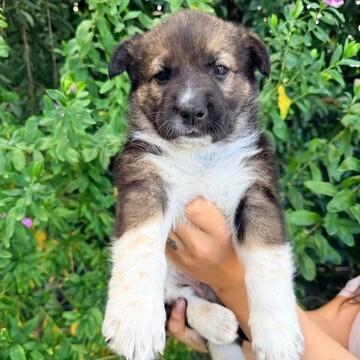 Coral (Hot Pink), Adoptable, Young Female Shepherd.