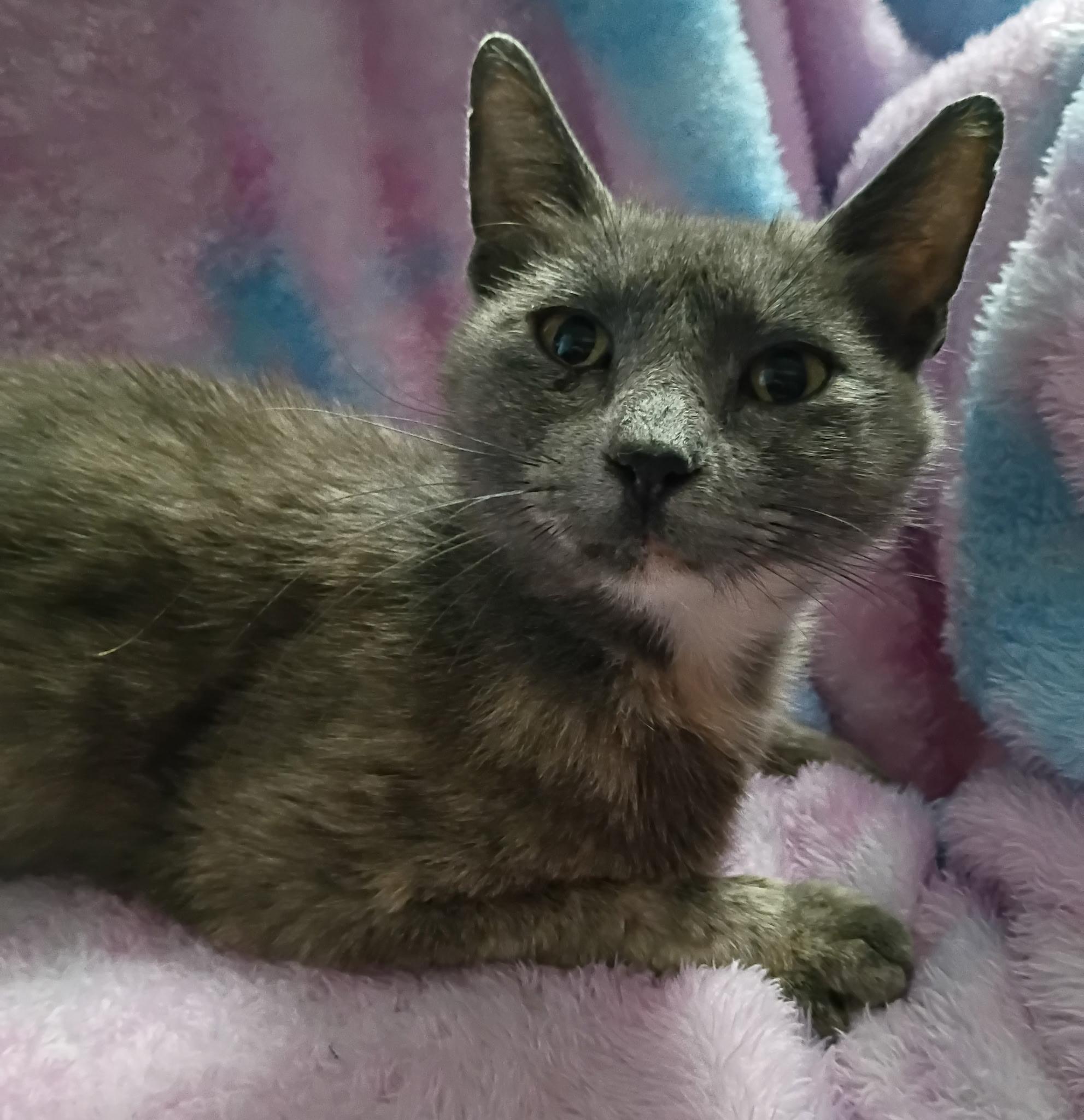 Enlarge Hope, a ADOPTABLE Dilute Calico in Mount Pleasant, TX image 1/1