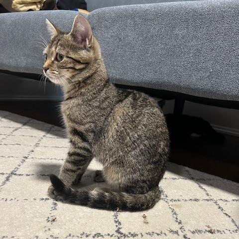 Enlarge Puddle, a Adoptable Domestic Short Hair in Dayton, OH image 1/4