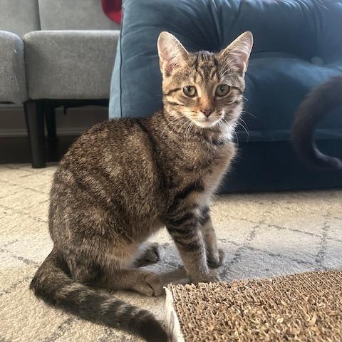 Enlarge Puddle, a Adoptable Domestic Short Hair in Dayton, OH image 2/4