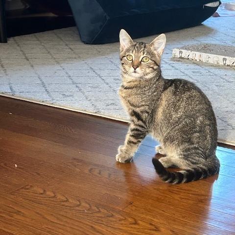 Enlarge Puddle, a Adoptable Domestic Short Hair in Dayton, OH image 3/4