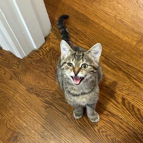 Enlarge Puddle, a Adoptable Domestic Short Hair in Dayton, OH image 4/4