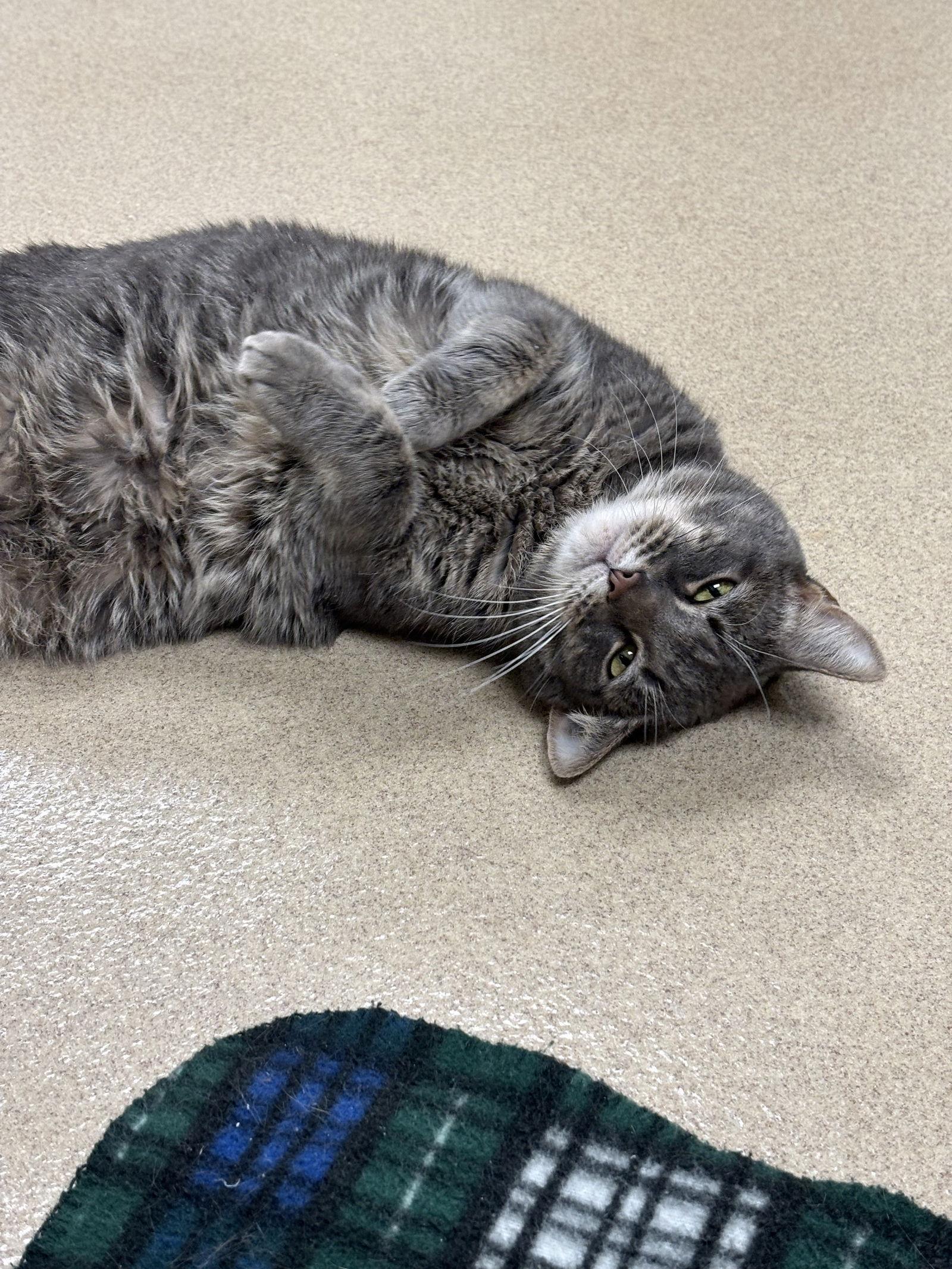 Mr. Sarge, Adoptable, Adult Male Domestic Short Hair.