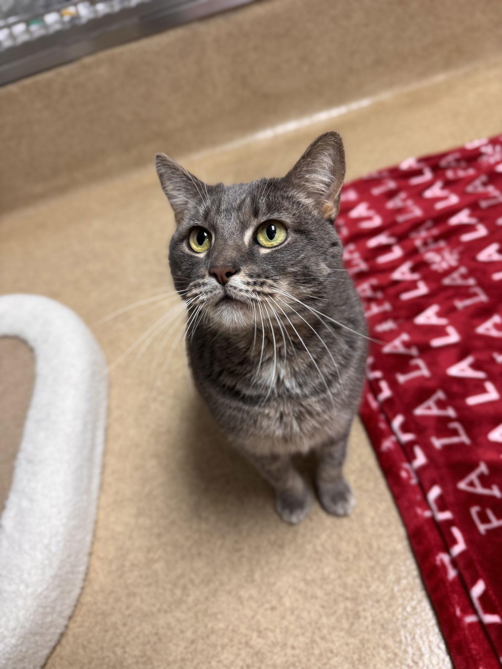 Enlarge Mr. Sarge, a Adoptable Domestic Short Hair in Brick, NJ image 2/2