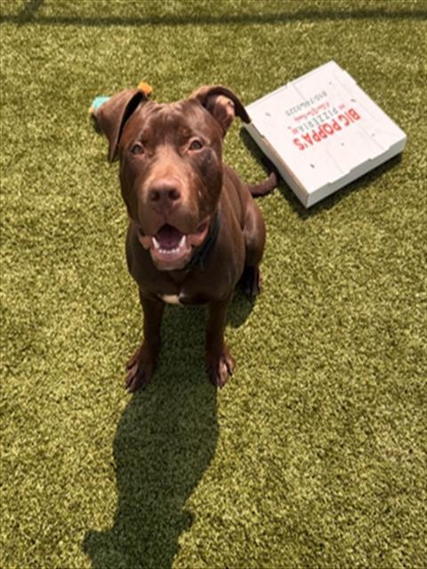 PORKCHOP, Adoptable, Young Male Pit Bull Terrier & Labrador Retriever.