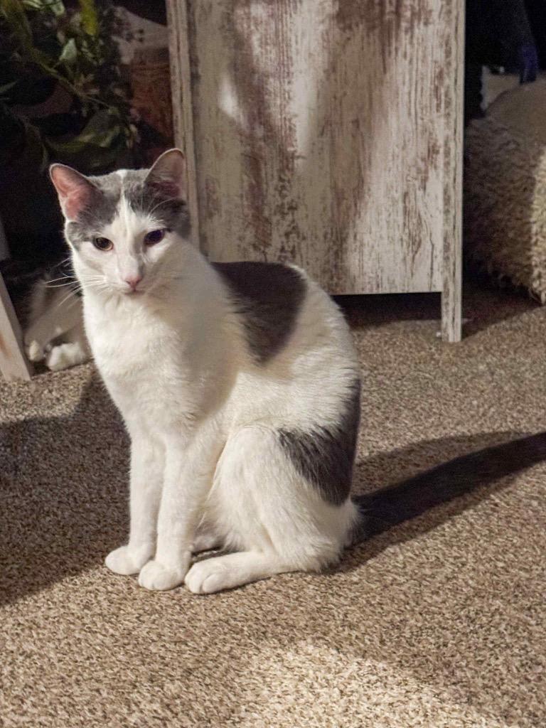 Milo, Adoptable, Young Male Domestic Short Hair.