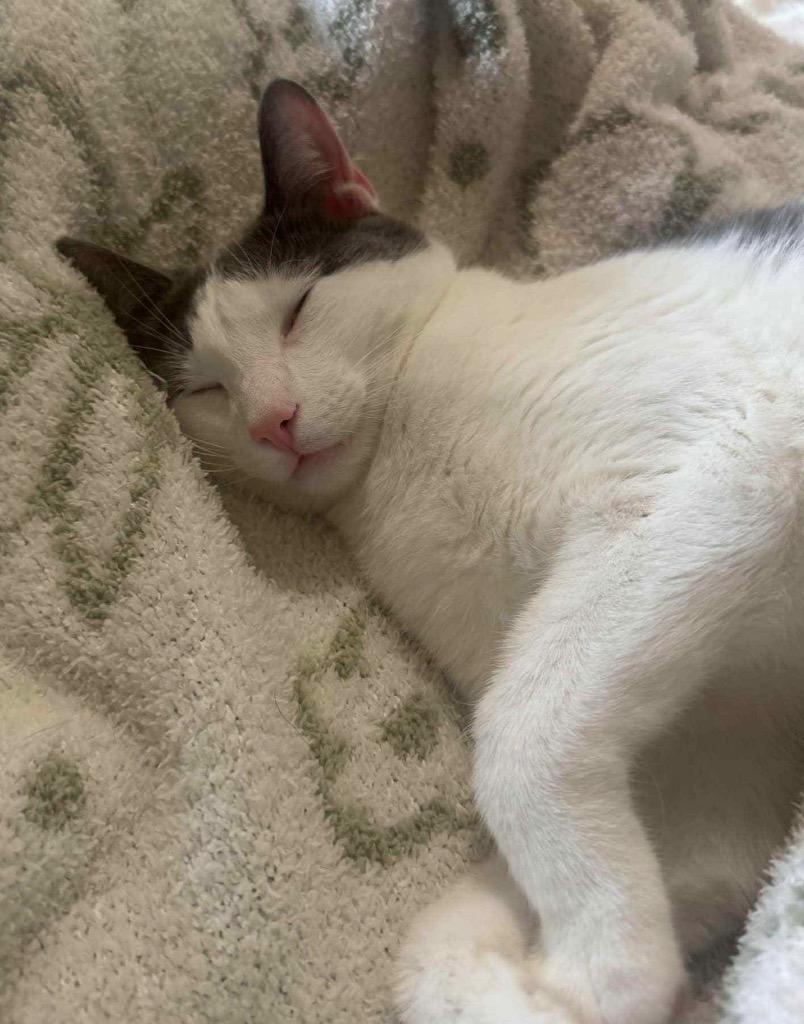 Milo, Adoptable, Young Male Domestic Short Hair.