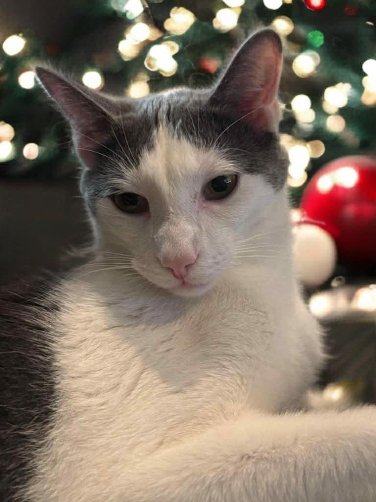 Milo, a Adoptable mixed breed in Fond Du Lac, WI image 2/4