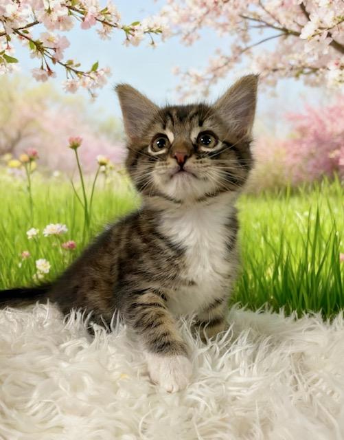 Enlarge Larry, a Adoptable Tabby in Tehachapi, CA image 1/1