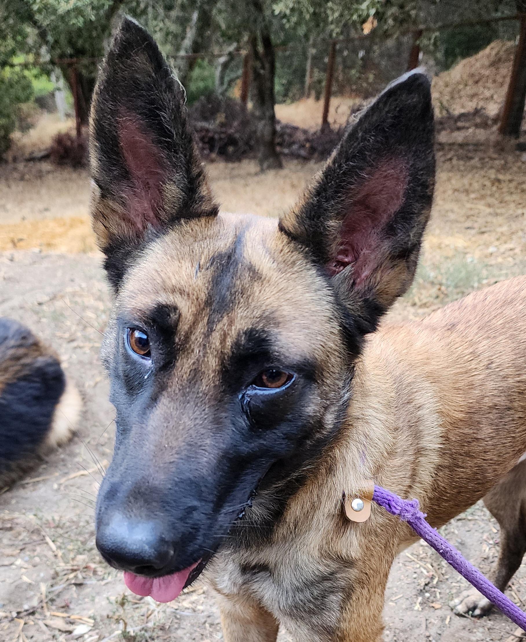 Rihanna, Adoptable, Young Female Belgian Shepherd / Malinois.