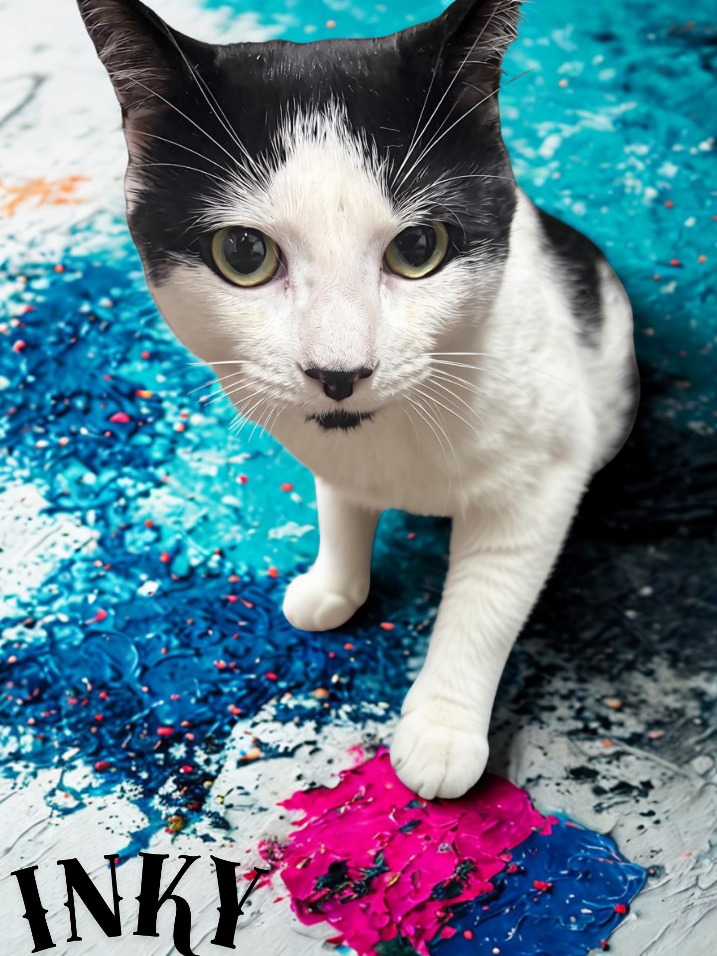 Enlarge Inky, an adoptable Domestic Short Hair in Orleans, VT image 1/1