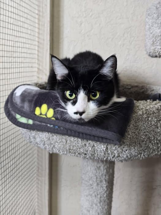 Enlarge Samus, a ADOPTABLE Tuxedo in Prineville, OR image 1/1