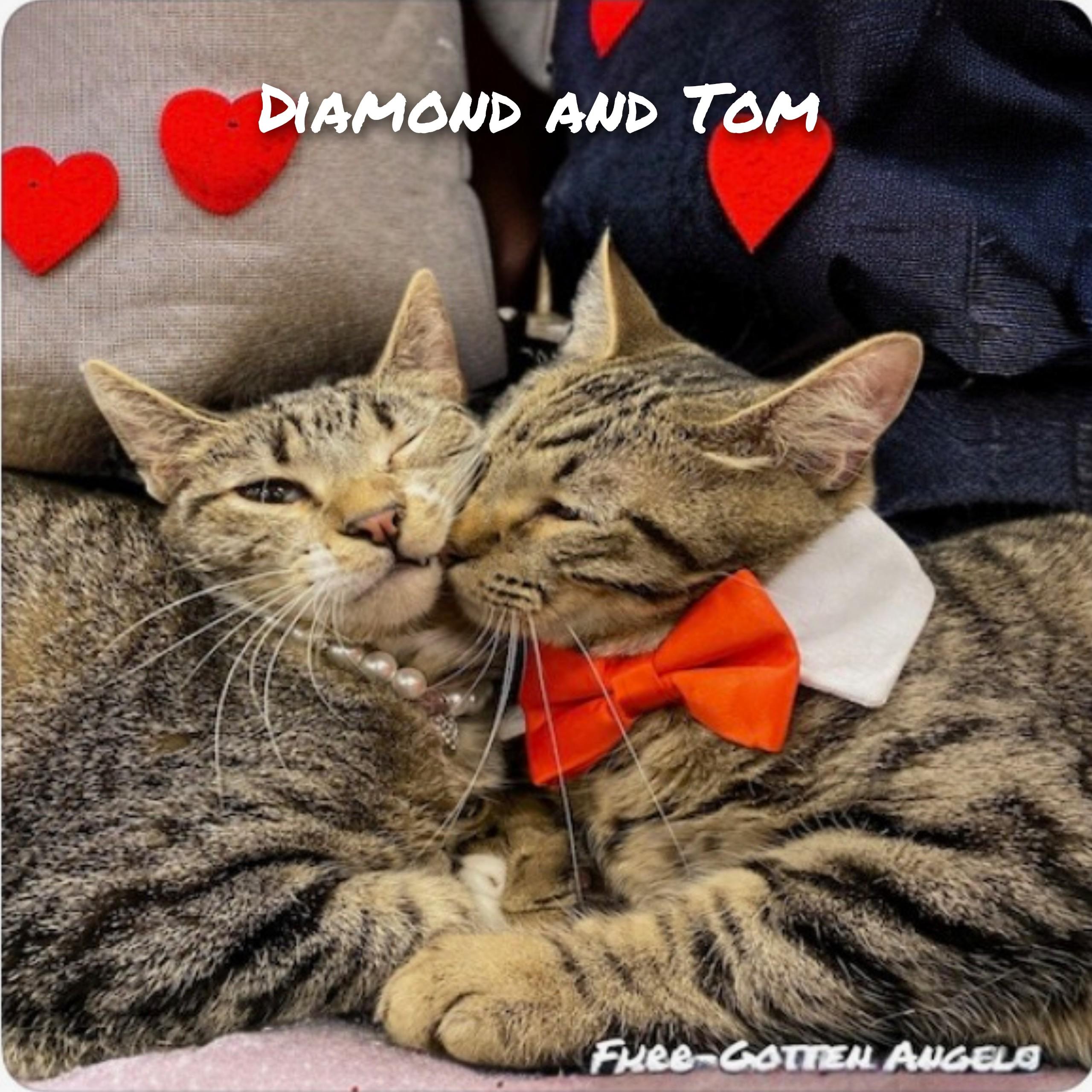 Enlarge Tom, a Adoptable Tabby in Dickinson, TX image 6/6