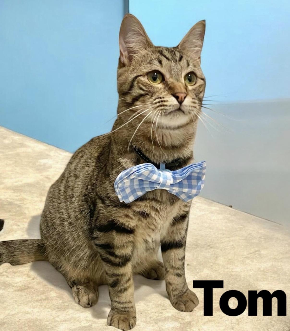 Enlarge Tom, a Adoptable Tabby in Dickinson, TX image 2/6