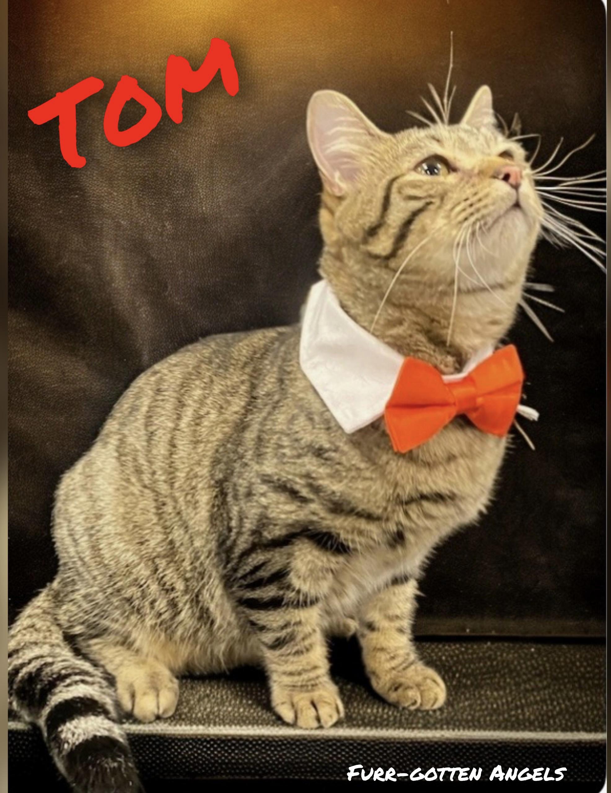 Enlarge Tom, a Adoptable Tabby in Dickinson, TX image 4/6