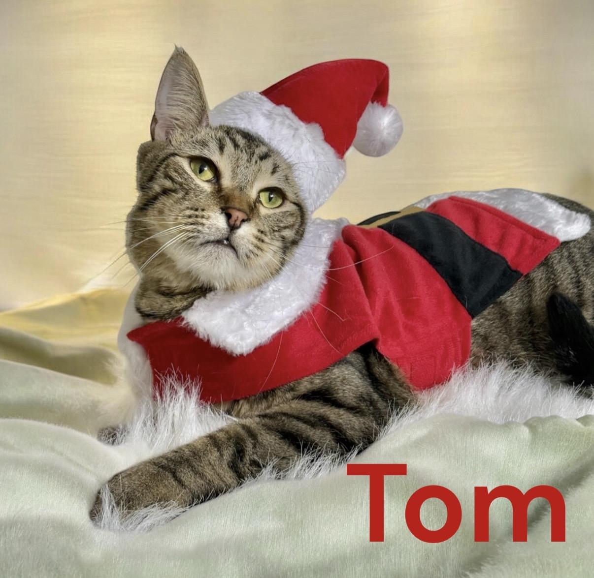 Enlarge Tom, a Adoptable Tabby in Dickinson, TX image 3/6