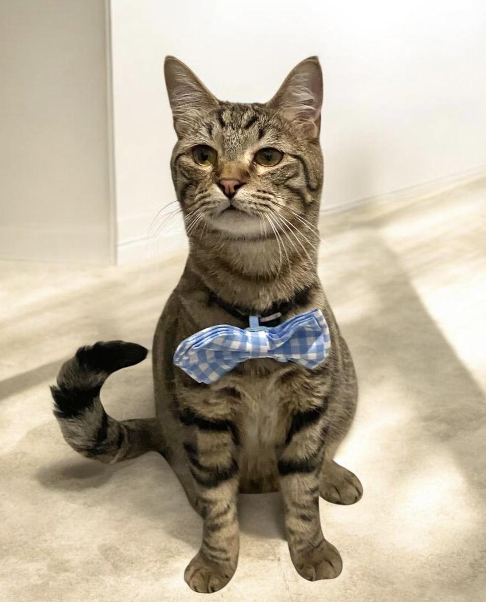 Enlarge Tom, a Adoptable Tabby in Dickinson, TX image 5/6
