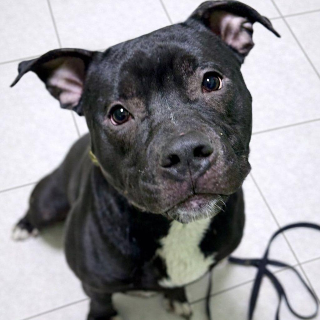 Enlarge Frank, a ADOPTABLE mixed breed in Battle Creek, MI image 1/1