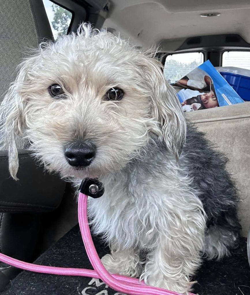 Fonzie, Adoptable, Young Male Yorkshire Terrier & Mixed Breed.