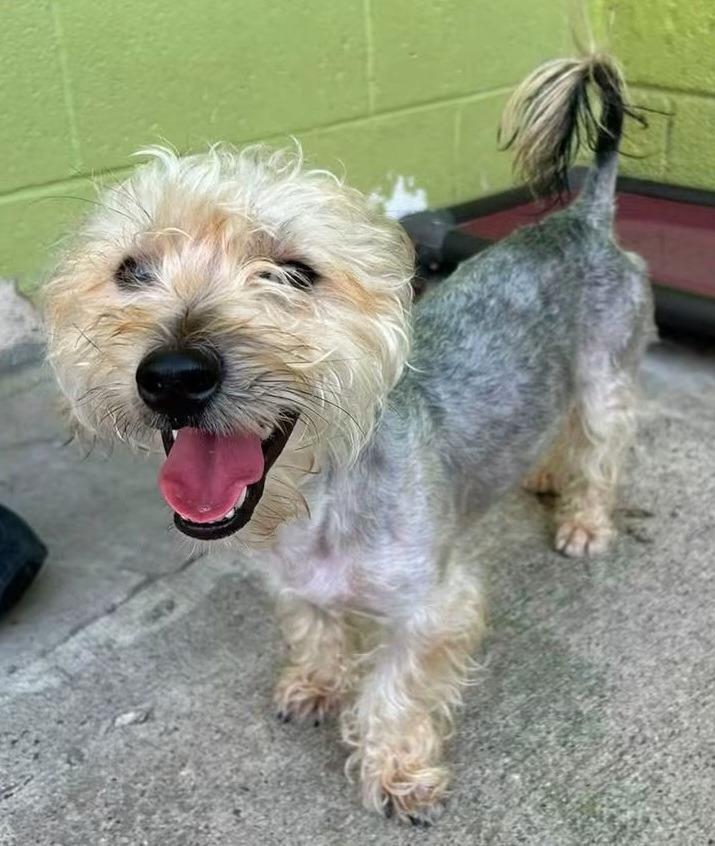 Enlarge Fonzie, a Adoptable mixed breed in Warren, MI image 2/3