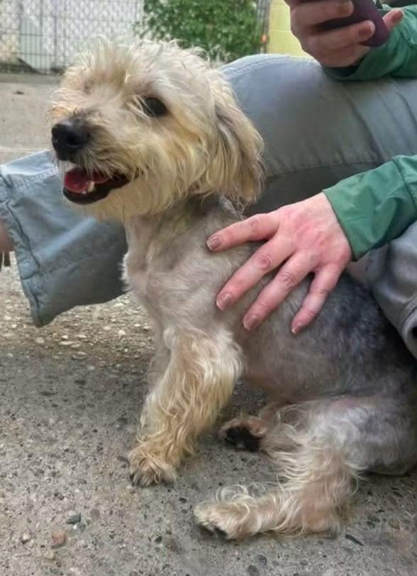 Enlarge Fonzie, a Adoptable mixed breed in Warren, MI image 3/3