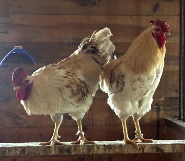FRED, Adoptable, Young Male Chicken.