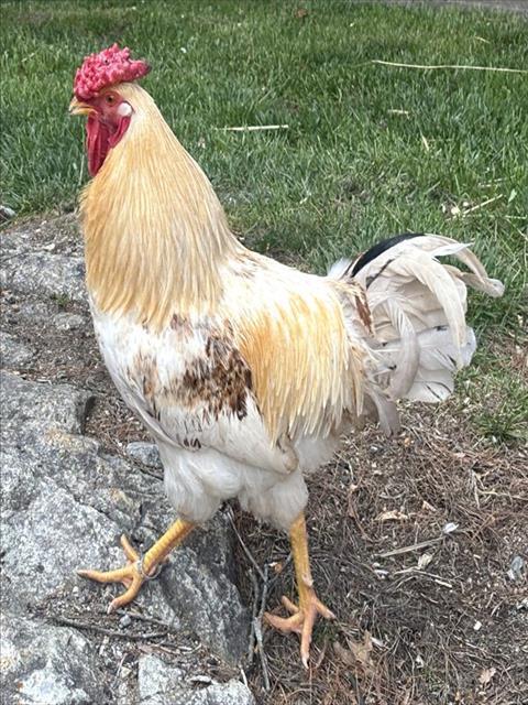 FRED, Adoptable, Young Male Chicken.