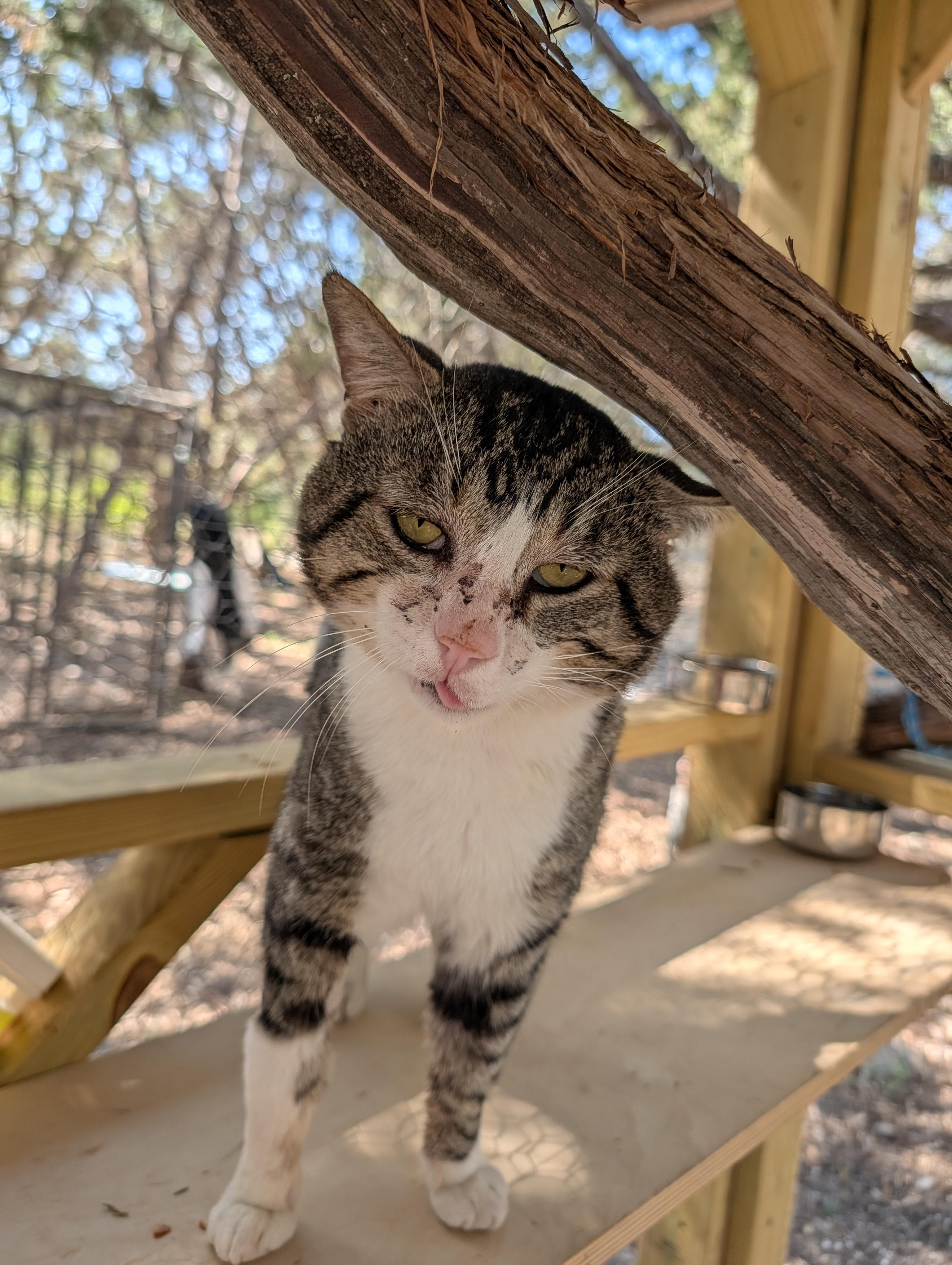 Enlarge Buddy, a ADOPTABLE mixed breed in Fischer, TX image 3/3