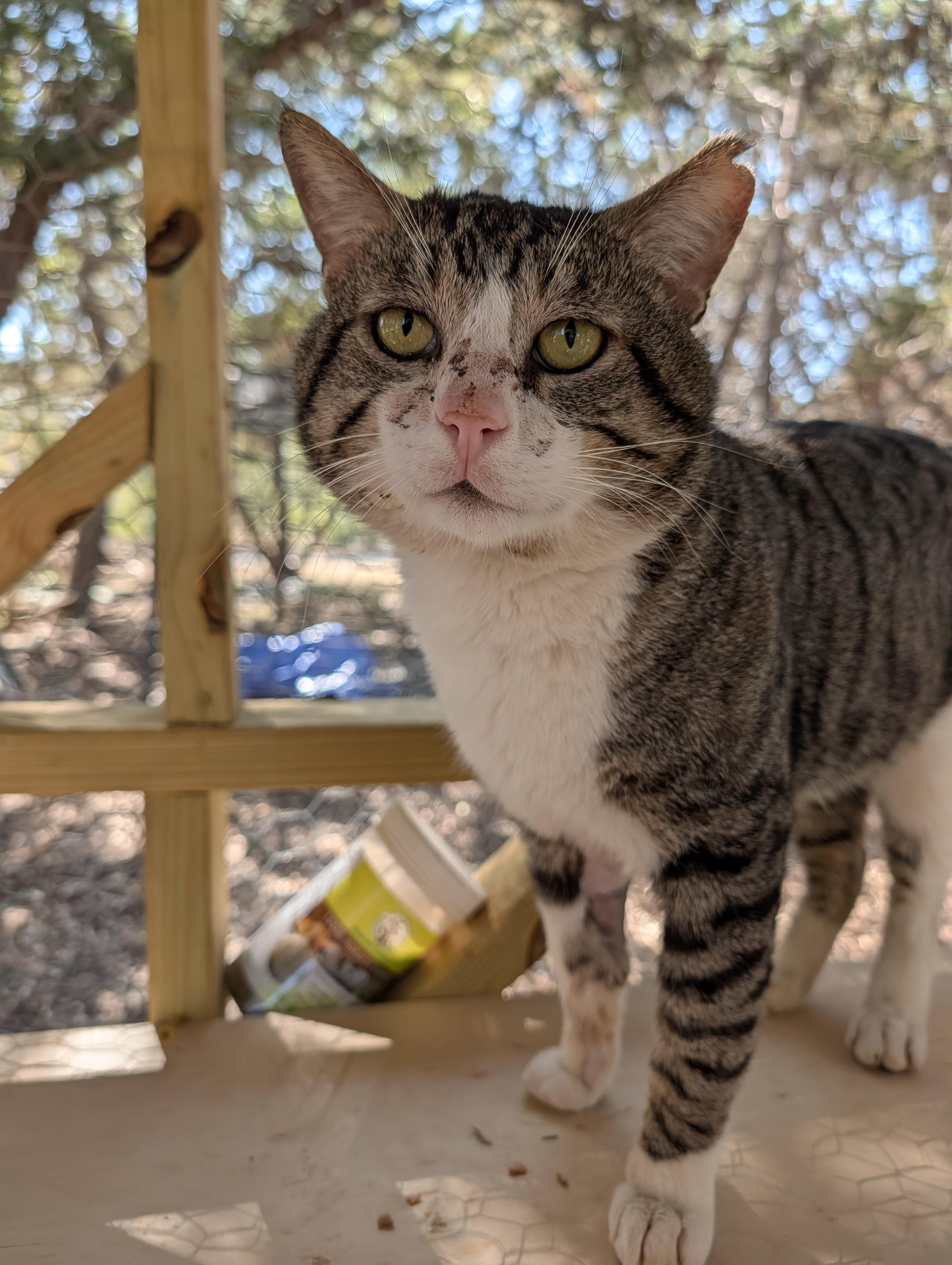 Buddy, ADOPTABLE, Adult Male Domestic Short Hair.