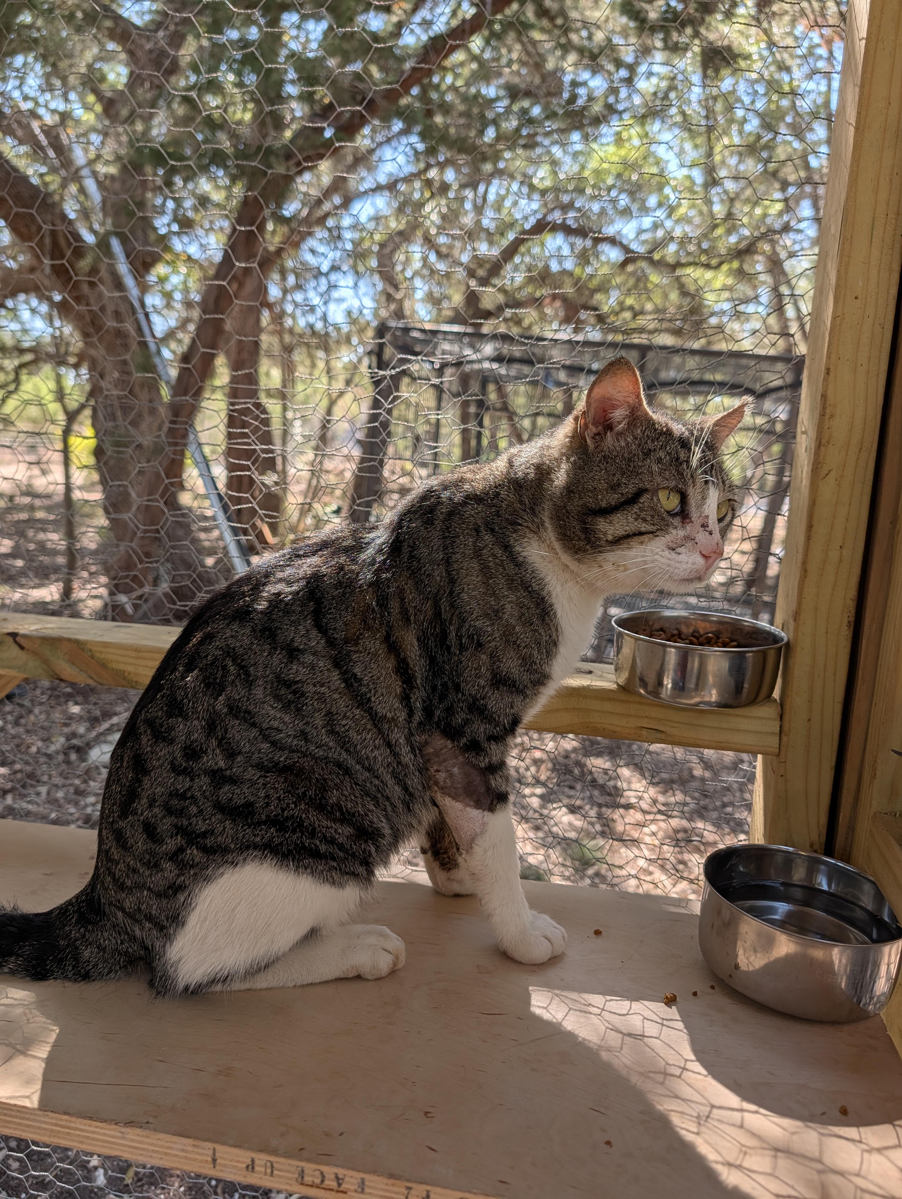 Enlarge Buddy, a ADOPTABLE mixed breed in Fischer, TX image 2/3