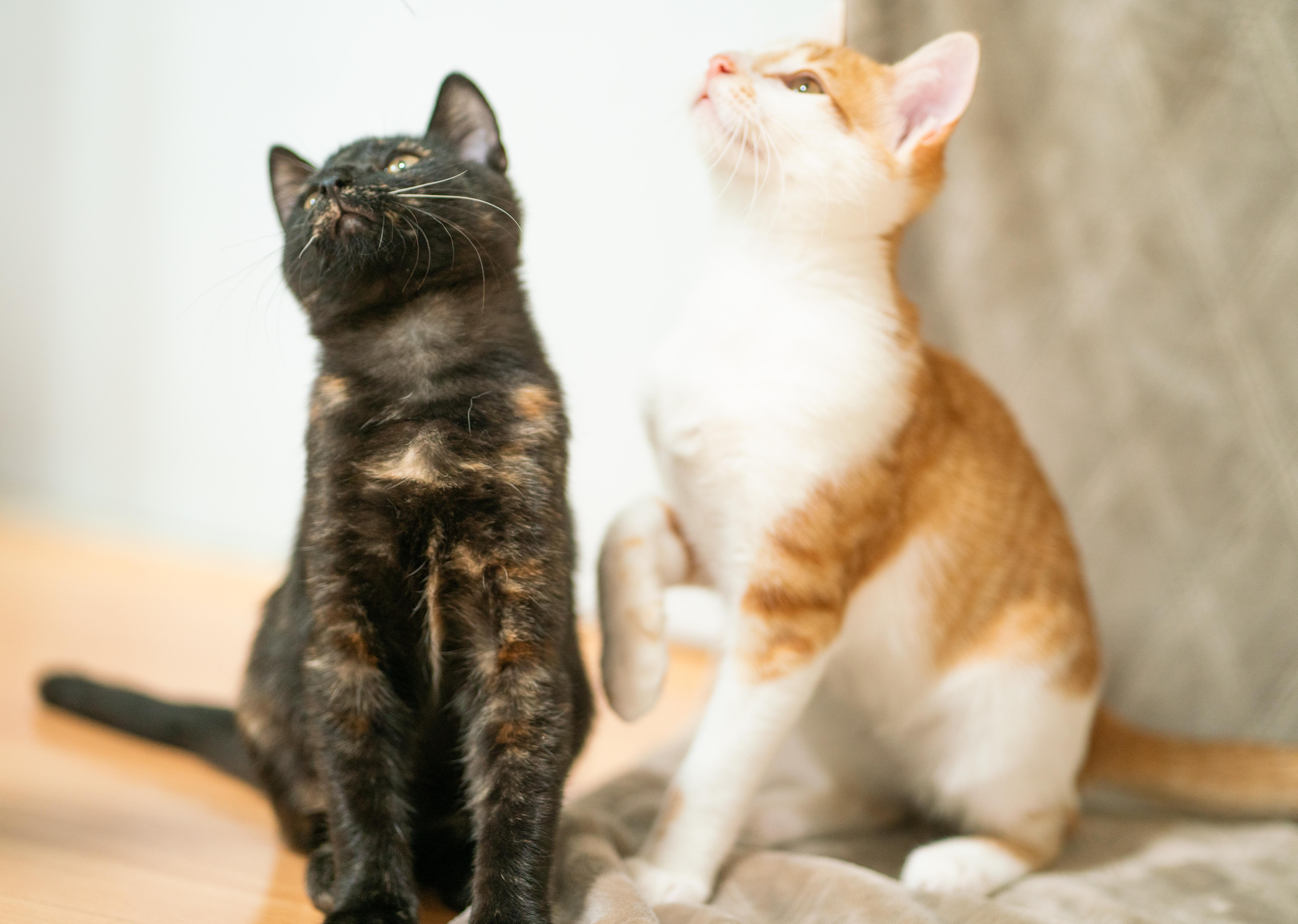 Nutmeg, Adoptable, Kitten Male Domestic Short Hair.