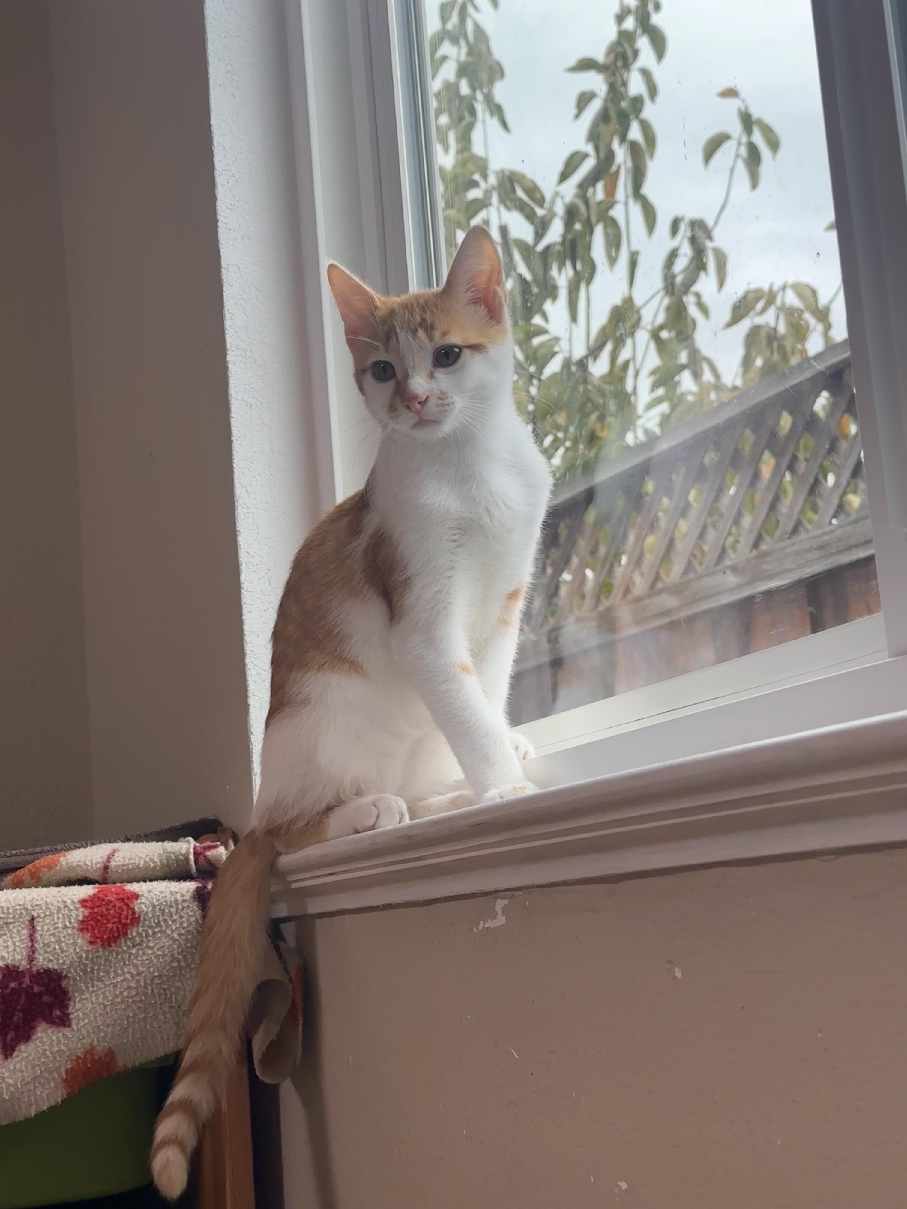 Enlarge Nutmeg, a Adoptable Domestic Short Hair in San Jose, CA image 2/6