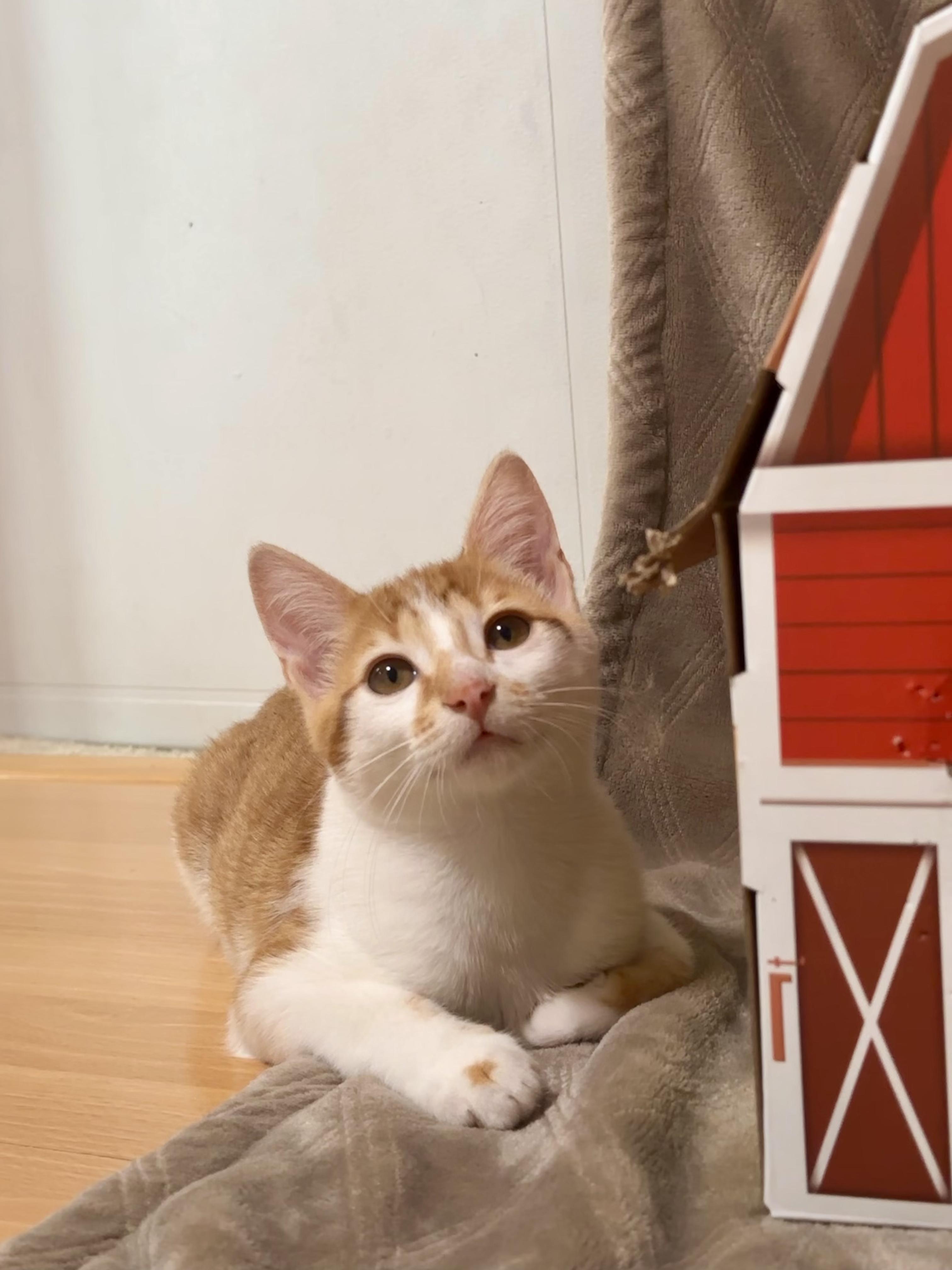 Nutmeg, adopted, Kitten Male Domestic Short Hair.