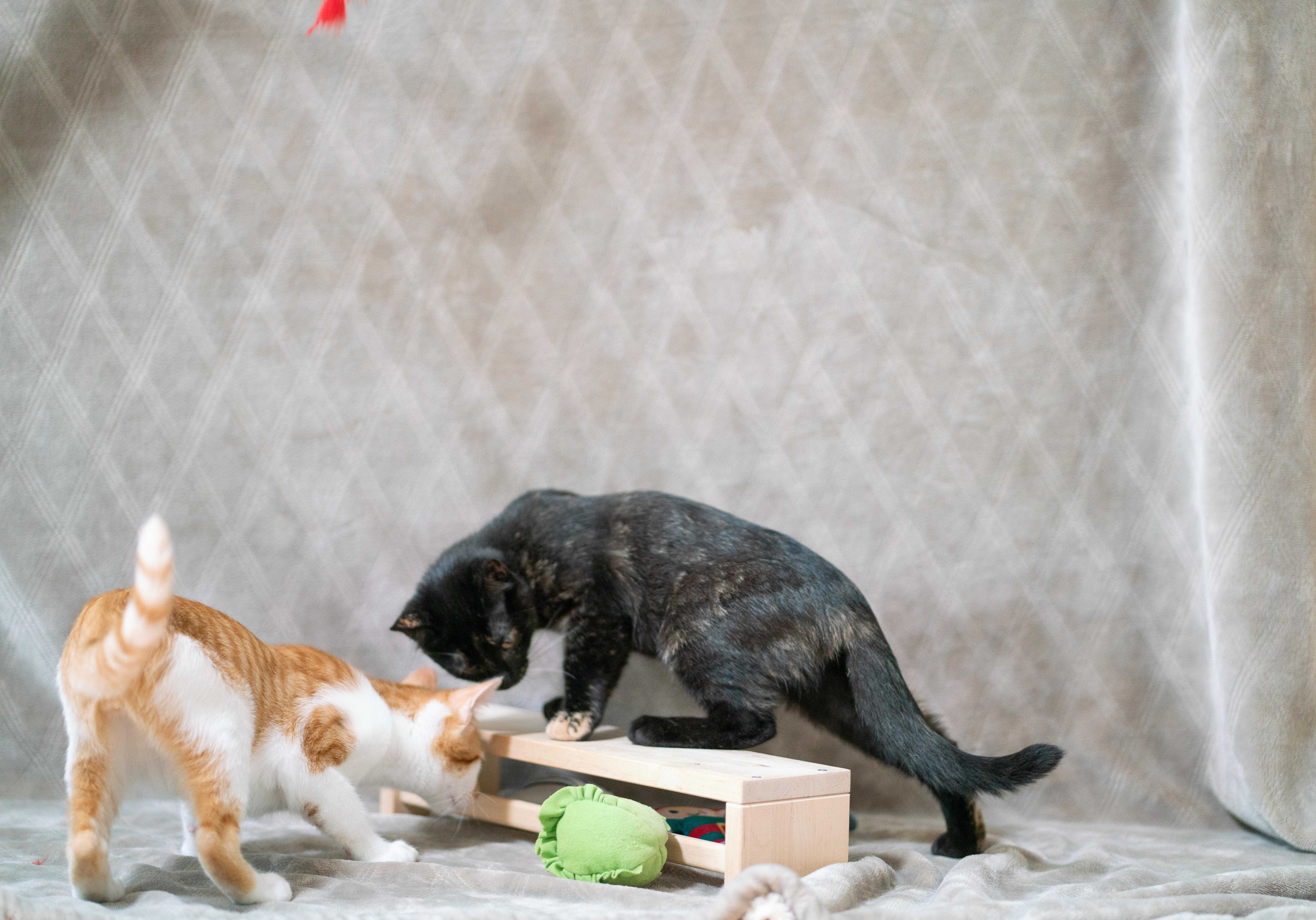 Enlarge Nutmeg, a Adoptable Domestic Short Hair in San Jose, CA image 4/6