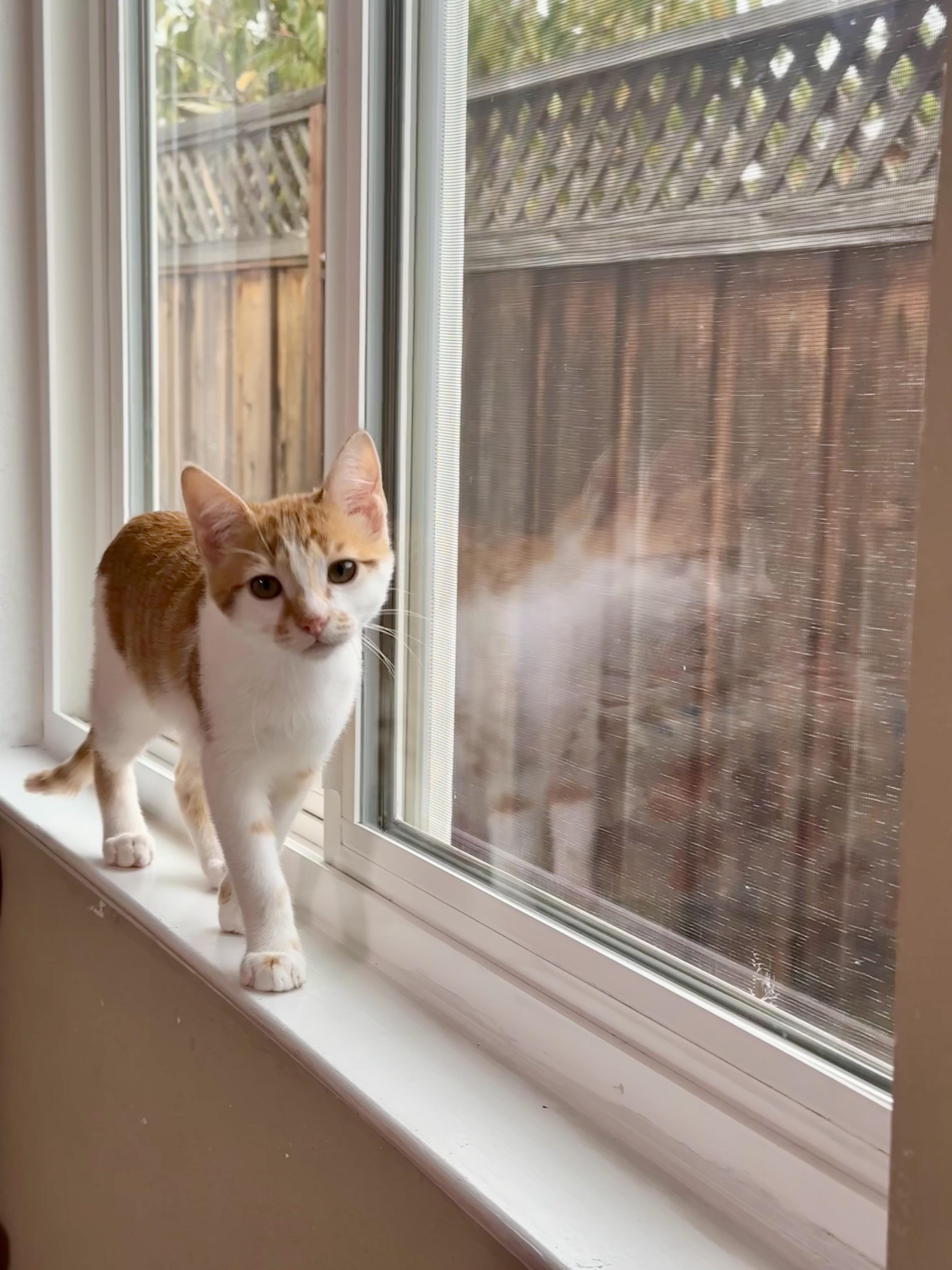 Enlarge Nutmeg, a Adoptable Domestic Short Hair in San Jose, CA image 5/6