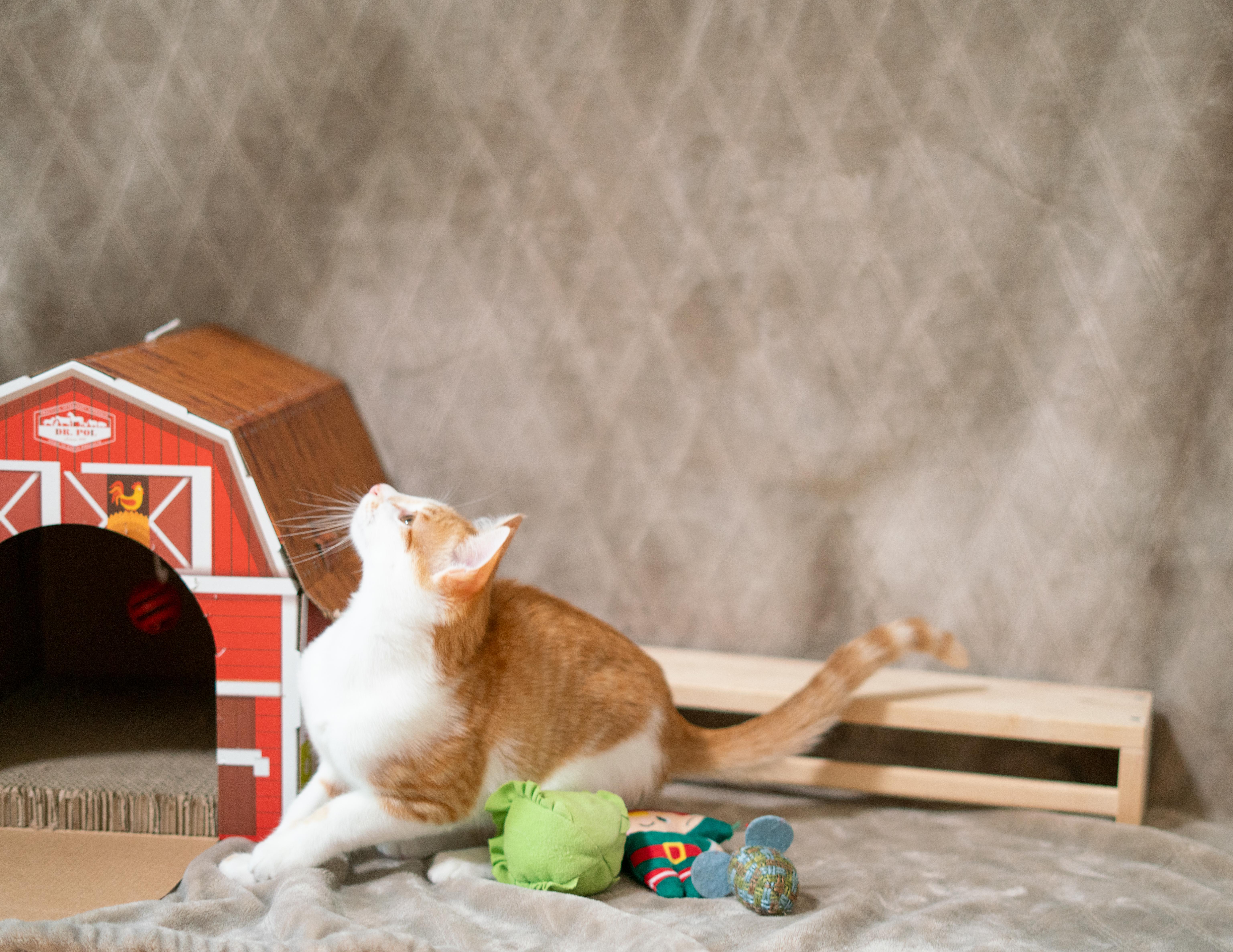 Enlarge Nutmeg, a Adoptable Domestic Short Hair in San Jose, CA image 6/6