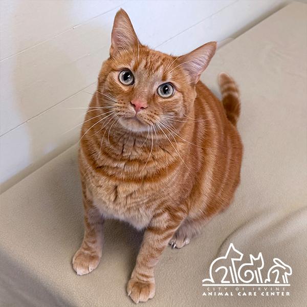 Enlarge JUNIE, a Adoptable Domestic Short Hair in Irvine, CA image 1/1