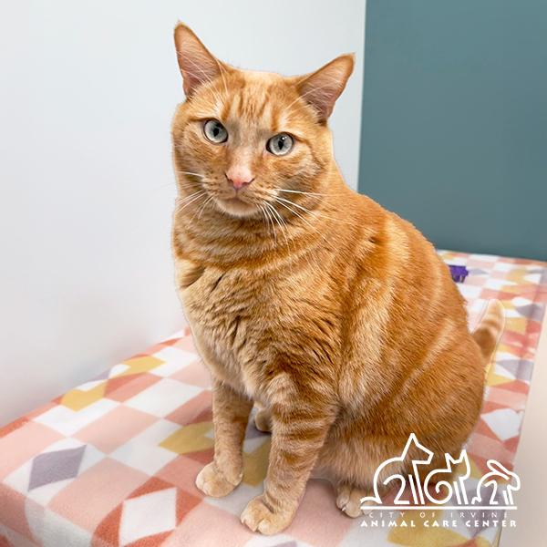 JUNIE, Adoptable, Adult Male Domestic Short Hair.